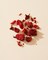 Pomegranate Flowers | Dried Flowers for Soap, Body Care